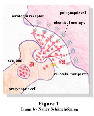 Neurotransmitter Serotonin, Re-Uptake Process